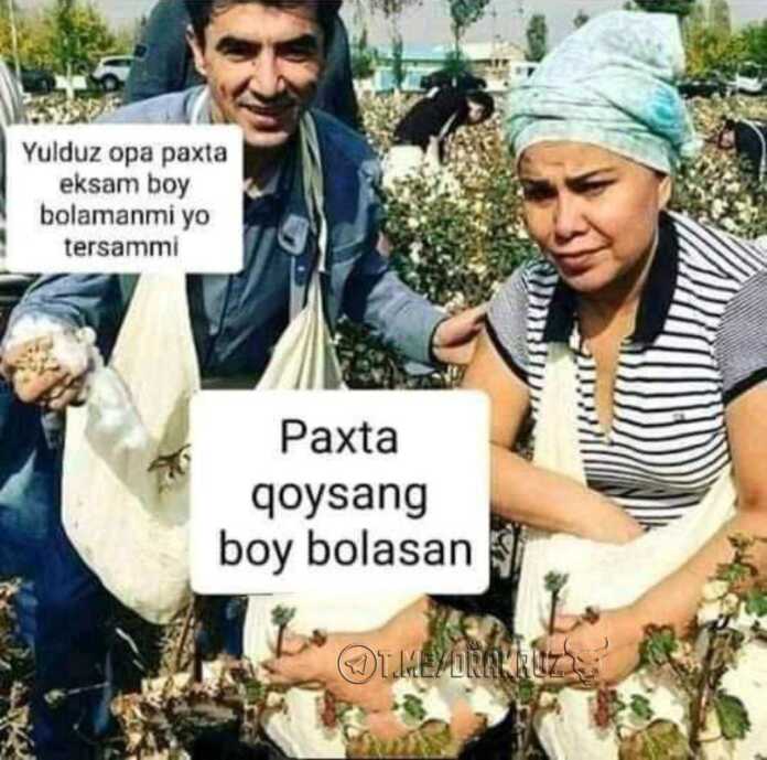 «Paxta qo'ysang, boy bo'lasan!..» (Foto)