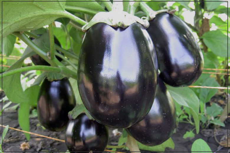 Baqlajonning foydali hususiyatlari haqida qiziqarli 5 ma’lumot Baqlajonning foydali hususiyatlari haqida qiziqarli 5 ma’lumot