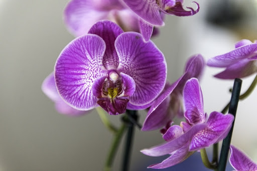 Orhideya guli haqidagi 19 ta qiziqarli ma'lumotlar