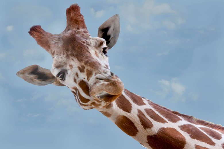 Jirafalar haqida kam ma'lum bo'lgan 14 ta fakt Jirafalar haqida kam ma'lum bo'lgan 14 ta fakt