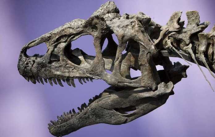 Tirannozavr skeleti rekord narxga sotildi