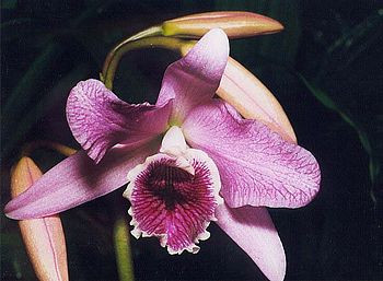 Orhideya guli haqidagi 19 ta qiziqarli ma'lumotlar