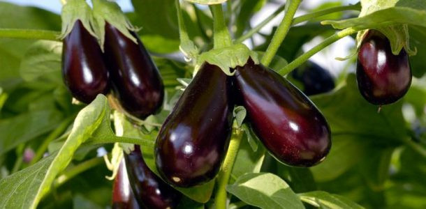 Baqlajonning foydali hususiyatlari haqida qiziqarli 5 ma’lumot Baqlajonning foydali hususiyatlari haqida qiziqarli 5 ma’lumot