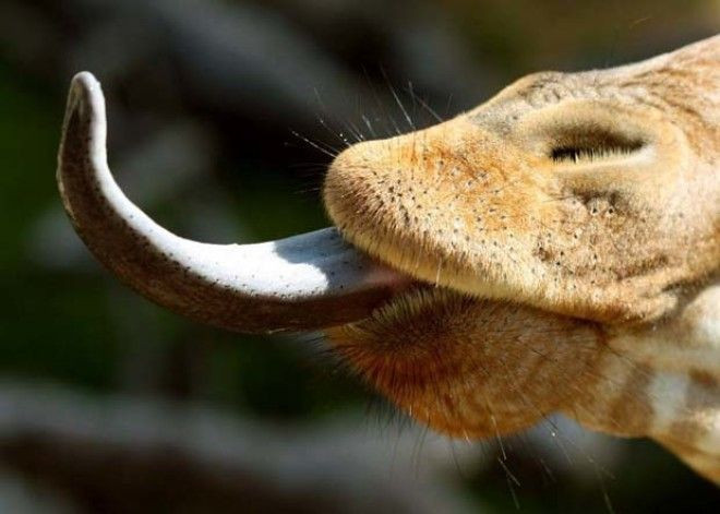 Jirafalar haqida kam ma'lum bo'lgan 14 ta fakt Jirafalar haqida kam ma'lum bo'lgan 14 ta fakt