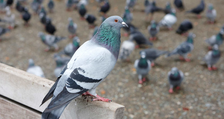 Dunyoning turli mamlakatlarida sayyohlarning qanday harakatlari sabab jarimaga tortishadi?