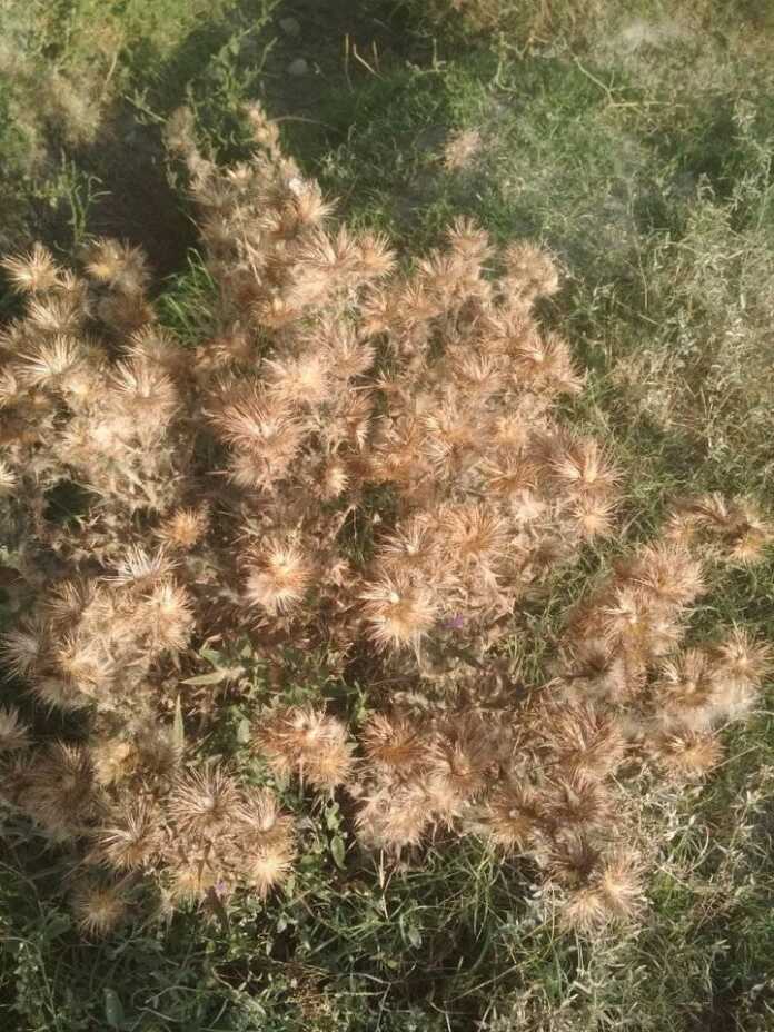 Tikani qaeringizga sanchilsa, ari chaqqandek jizillab og'ritadigan o'simlik (foto)