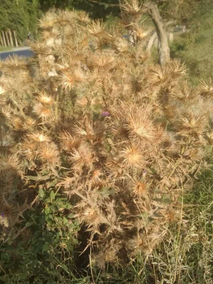 Tikani qaeringizga sanchilsa, ari chaqqandek jizillab og'ritadigan o'simlik (foto)