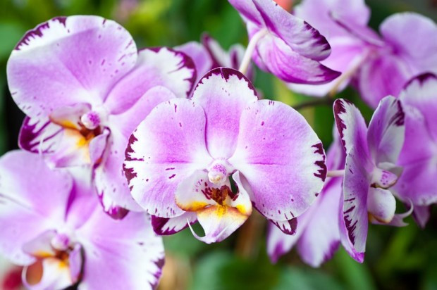 Orhideya guli haqidagi 19 ta qiziqarli ma'lumotlar