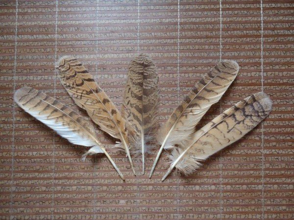 Patlar haqida qiziqarli 8 ta ma'lumot