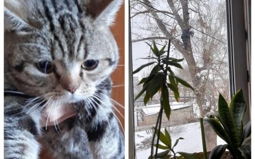 Yigit o'z hayotini xavf ostiga qo'yib, Payg'ambarimizning sevimli hayvonini qutqardi (foto)