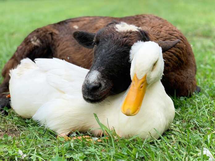 O'rdak sindromi haqida bilasizmi? O'rdak sindromi haqida bilasizmi?