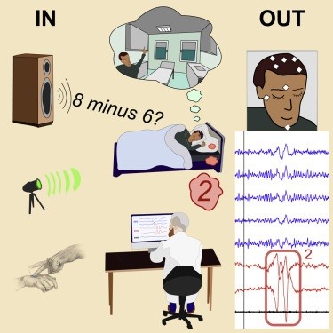Olimlar uxlayotgan inson bilan muloqot qilishni o'rganib oldi Olimlar uxlayotgan inson bilan muloqot qilishni o'rganib oldi