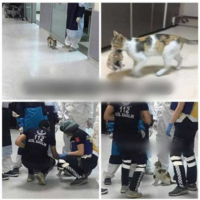 Shifoxonaga ona mushuk kasal bo'lib qolgan bolasini ko'tarib kelgan (+foto) Shifoxonaga ona mushuk kasal bo'lib qolgan bolasini ko'tarib kelgan (+foto)