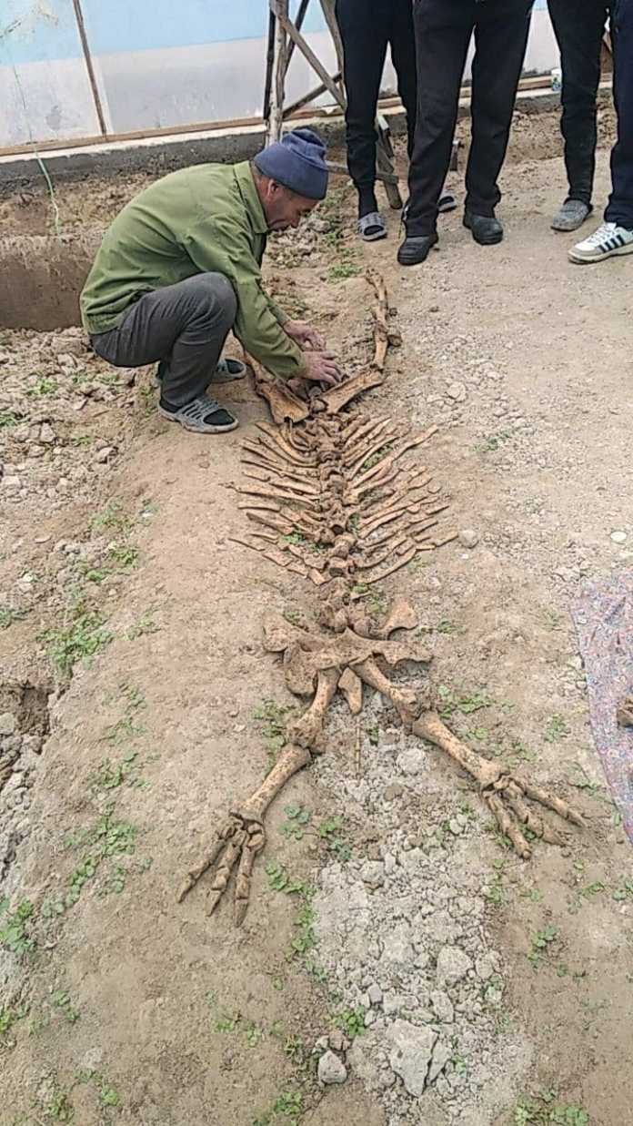 Namanganda noma'lum mavjudotning skeleti topildi