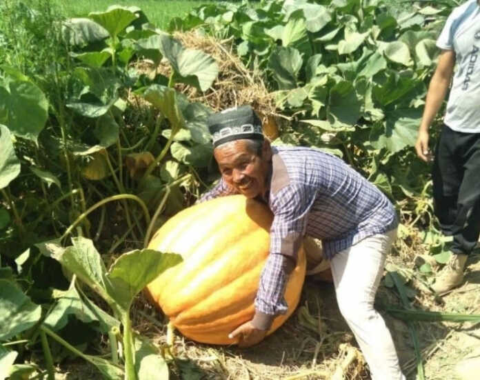 Namanganda 71 kilogacha tosh bosadigan oshqovoqlar pishdi