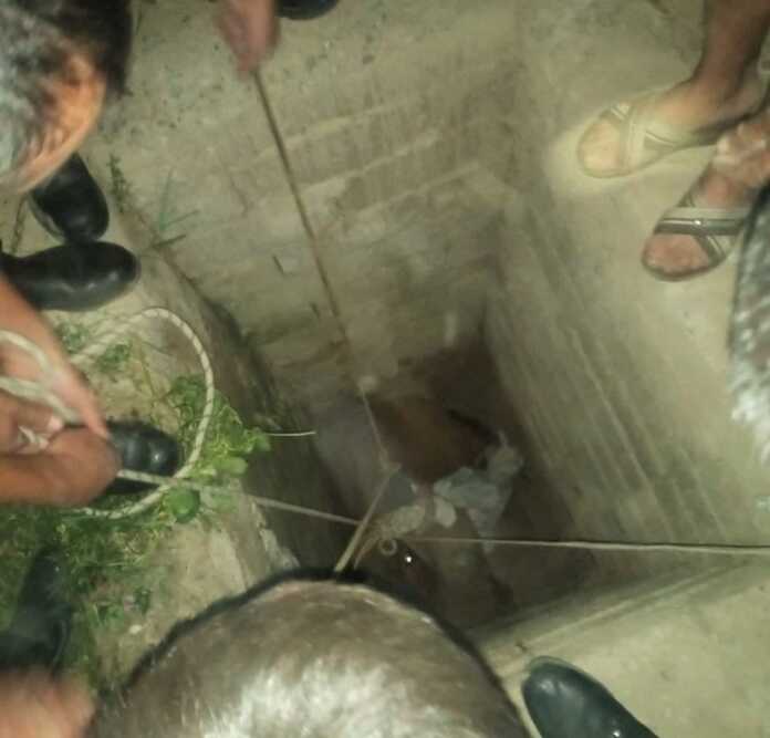 Sigir 4 metrli quduqqa tushib ketdi