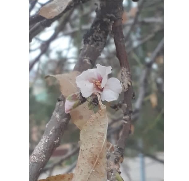 Qishning kunlarida bahor havosi! Qashqadaryo viloyatida bodom gulladi