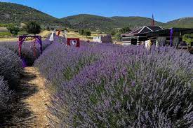 Turkiyaning lavanda jannati – Kuyujak Turkiyaning lavanda jannati – Kuyujak