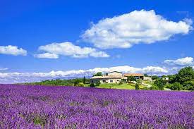 Turkiyaning lavanda jannati – Kuyujak Turkiyaning lavanda jannati – Kuyujak