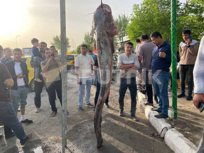 Og'irligi 70 kg, bo'yi 2 metr – Amudaryodan tutilgan baliq (foto)