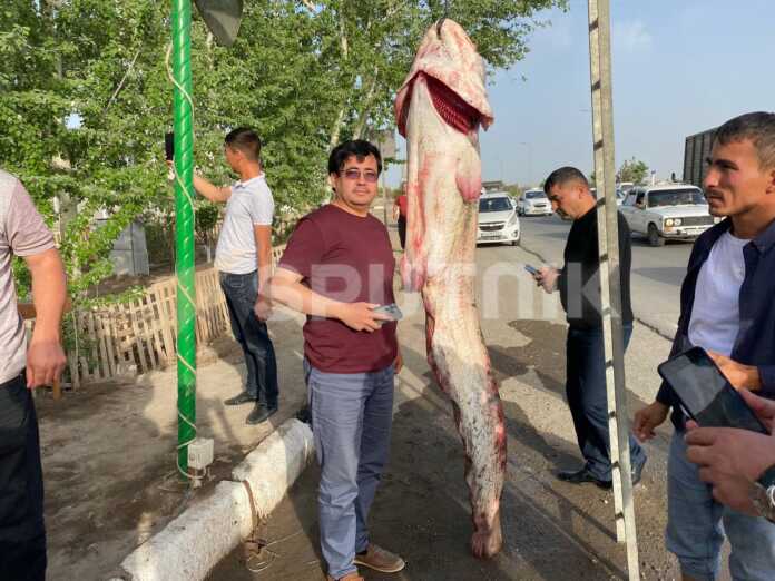 Og'irligi 70 kg, bo'yi 2 metr – Amudaryodan tutilgan baliq (foto)