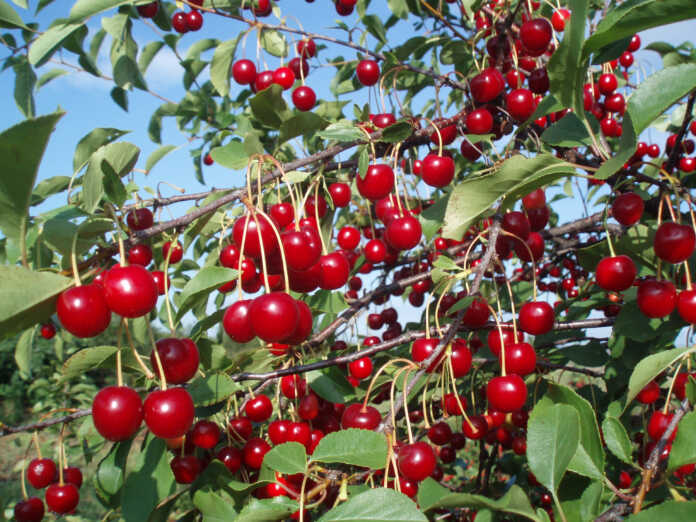 Gilos: kortizol darajasini pasaytiradi.