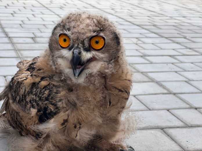 “Antiqa mehmon”: fuqaroning uyiga boyo'g'li kirib qoldi