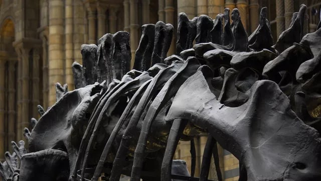 Noyob dinozavr skeleti 6 mln dollardan ko'proqqa sotildi