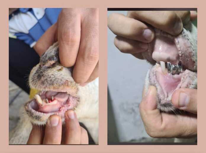 Ana sizga e'tibor: Qirg'izistonda qo'yga tish qo'ydirishdi