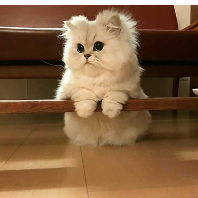 Tukli mushuklar bilan tola qizlarning fotosuratlari Tukli mushuklar bilan tola qizlarning fotosuratlari