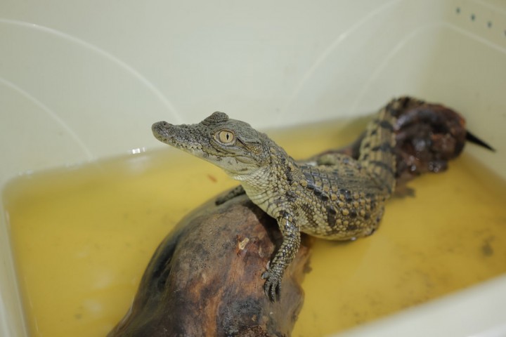 Toshkent xalqaro aeroportida Misrdan uchib kelgan yo'lovchi timsoh bolasi, 3 bosh iguana hamda 3 bosh ilonni noqonuniy olib kirishga urindi