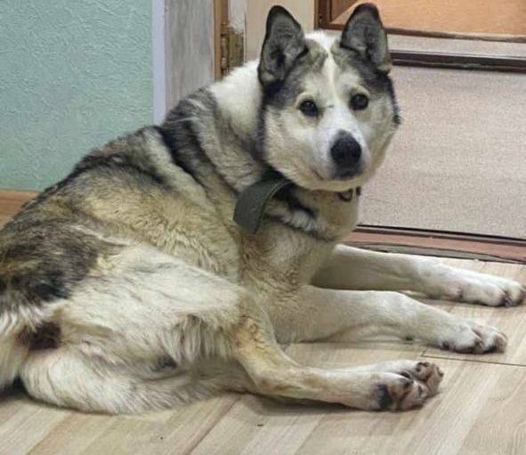 Vafodorlikning oliy ko'rinishi!..