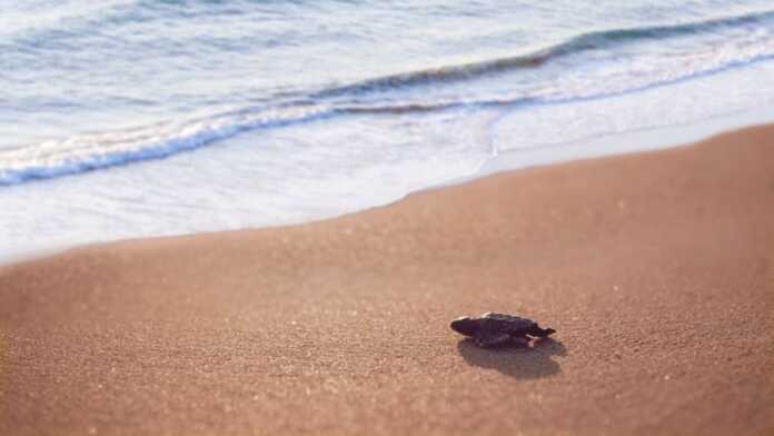 Turkiyada dengiz tubiga sho'ng'igancha suv osti ajoyibotlarini kashf qilishingiz mumkin bo'lgan eng go'zal manzillar