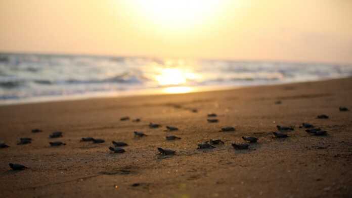 Turkiyaning eng mashhur kurortlaridan biri – Dalaman (foto)
