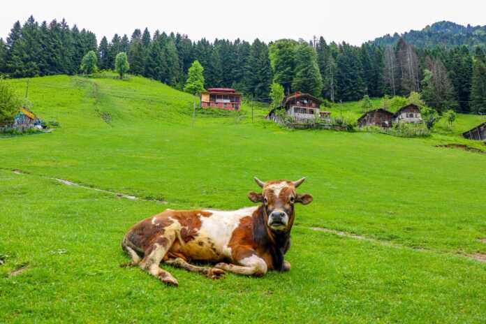 Turkiyaning Qoradengiz mintaqasi tabiat qo'ynida unutilmas sarguzashtlar taqdim etadi