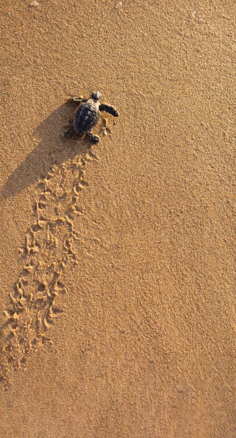 Dengiz toshbaqalari bo'lgan Caretta Carettalarning Turkiyadagi fantastik sayohatiga guvoh bo'ling