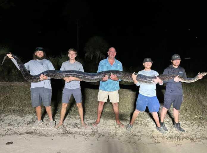 Floridada ulkan piton ushlandi