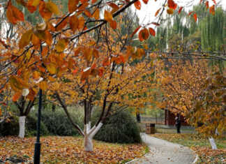 Choyxo'rlar uchun muhim tavsiyalar