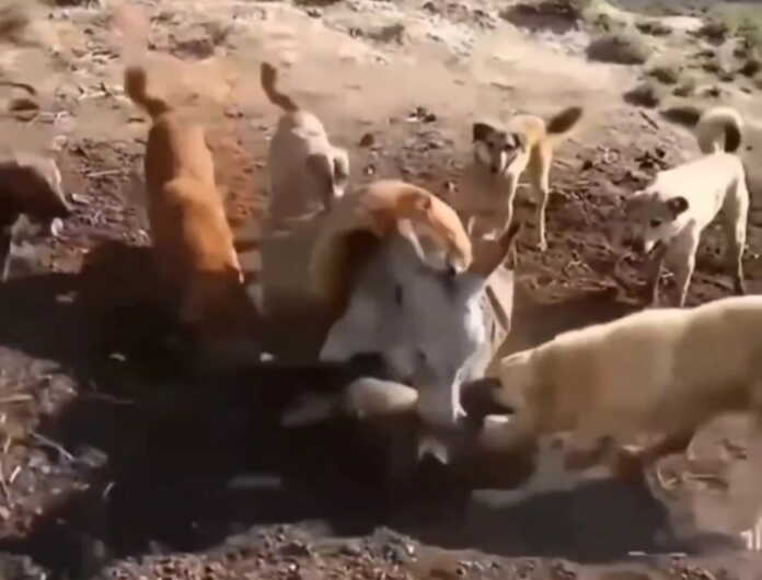 Agar eshakniki bir tutsa!.. (Video)