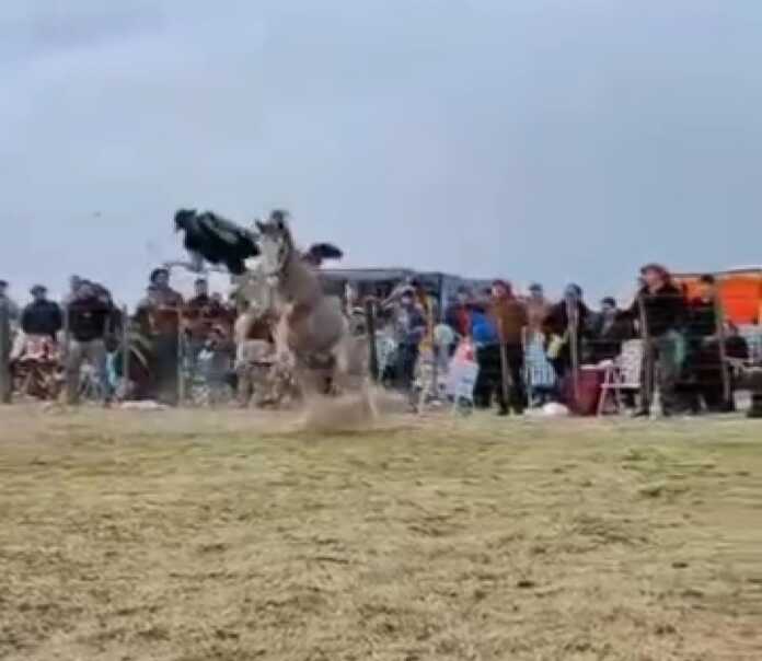 Asov ot ustida hunarini ko'rsatgan chavandoz (video)