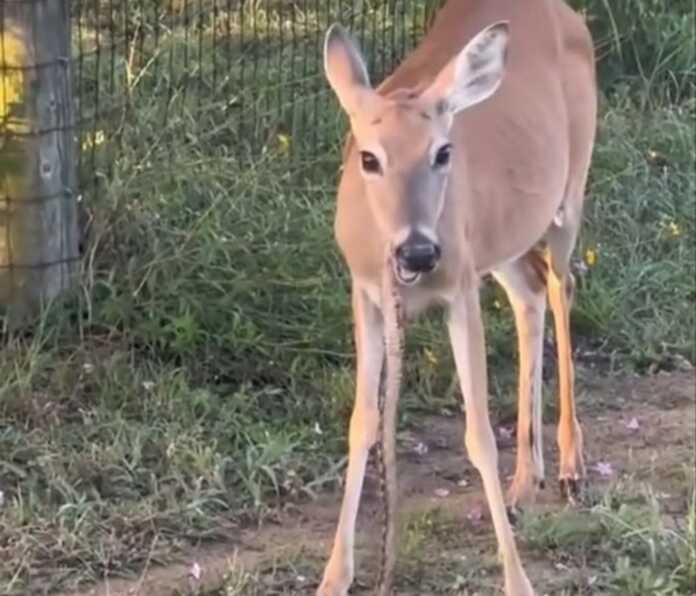 «Biz ham bitta ilonni yeb ko'raylik!» (Video)