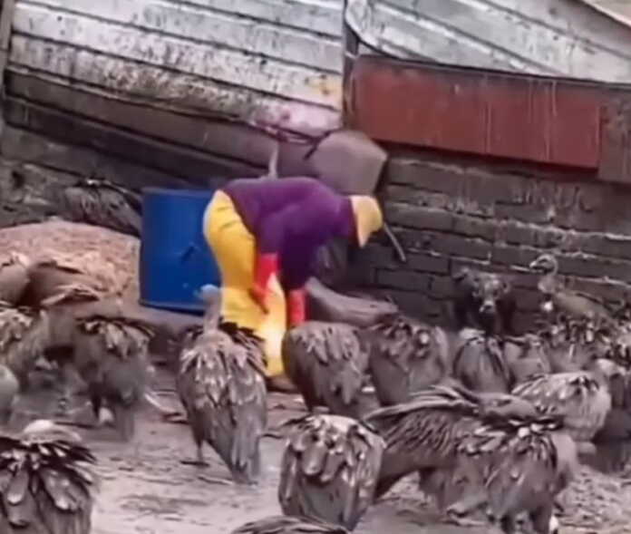 Bolta yutar degan bir qush bor. Bu yerga shuniyam chaqirishsa, suyaklar ham uvol bo'lmaydi… (video)