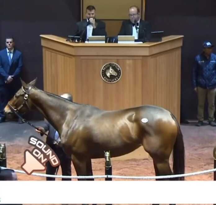 Kim oshdi savdosida 6 000 000 dollarga sotilgan ot (video)