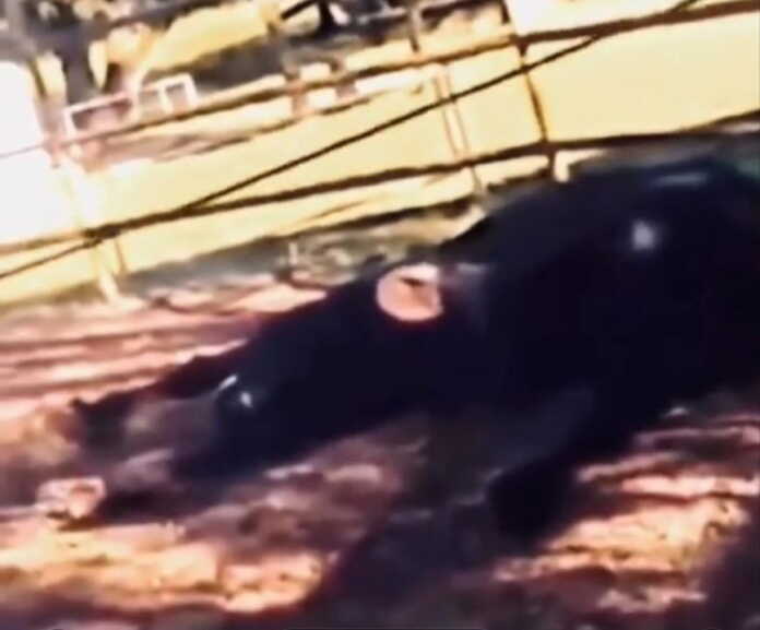 «Ot tepkisini ot ko'taradi» degani bekor ekan (video)