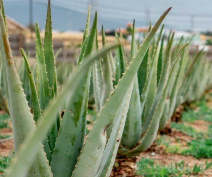 Aloe haqida nimalar bilasiz?