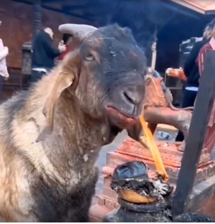 Birovlar buni “shayton, jin” dedi… (video)