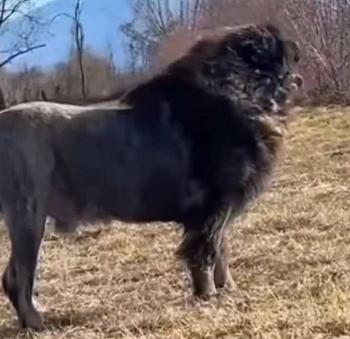 Bu yana nima balo bo'ldi?.. (video)