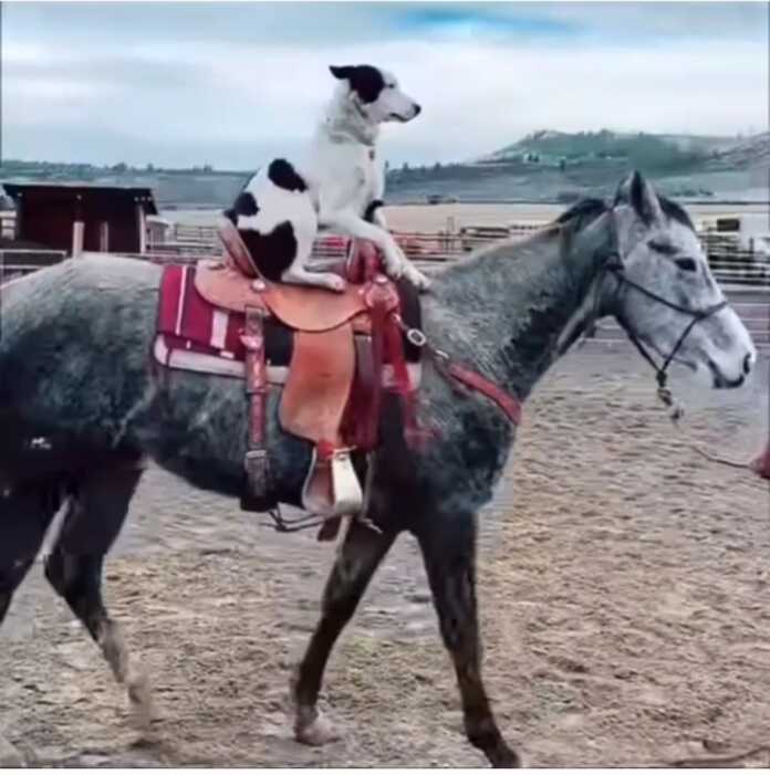 “Est! Mening zamonim keldi…” (video)