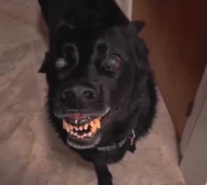 Gap-so'zsiz o'ldiriladi… (video)