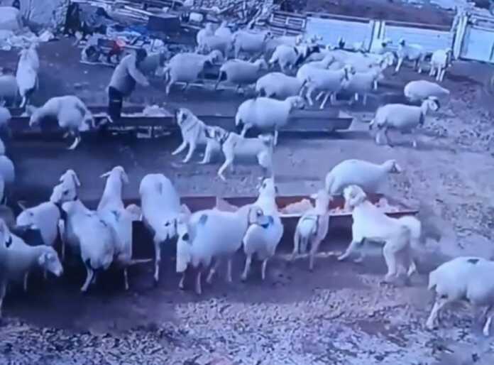 «Har qo'yning ham iti bo'lsin dunyoda!..» (Video)